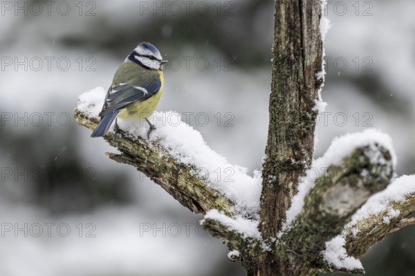 Blue tit (Parus caerulea), Emsland, Lower Saxony, Germany