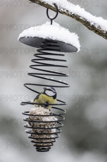 Blue tit (Parus caerulea) in a tit dumpling dispenser, Emsland, Lower Saxony, Germany