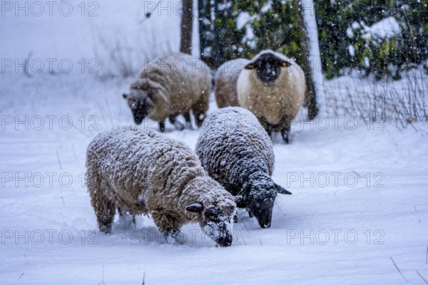 Winter weather, blowing snow, sheep on a snowy pasture, looking for food, thick fur, Elfringhauser Schweiz, near Hattingen, North Rhine-Westphalia, Germany
