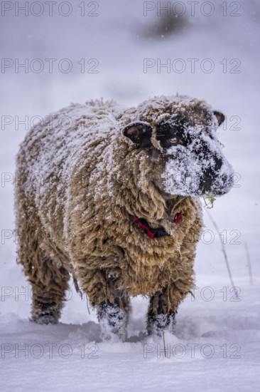 Winter weather, blowing snow, sheep on a snowy pasture, looking for food, thick fur, Elfringhauser Schweiz, near Hattingen, North Rhine-Westphalia, Germany