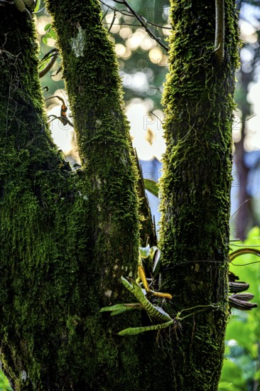 Large tree trunk in the rainforest with bromeliads sprouting and covered in moss and parasites, Minas Gerais, Brazil