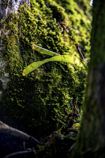 Tree trunk in the brazilian rainforest covered in moss and parasites, Minas Gerais, Brazil