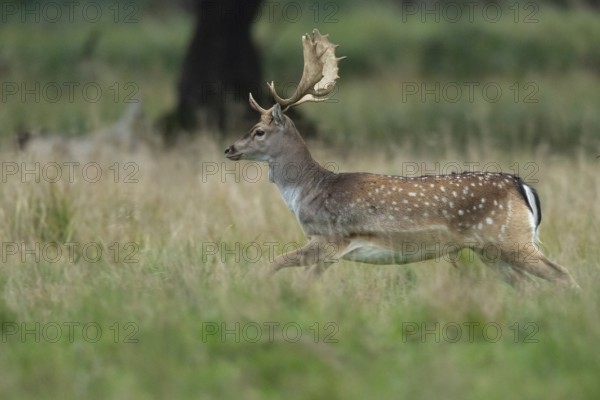 Male fallow deer (dama dama) in the run, Klamptenborg, Copenhagen, Denmark
