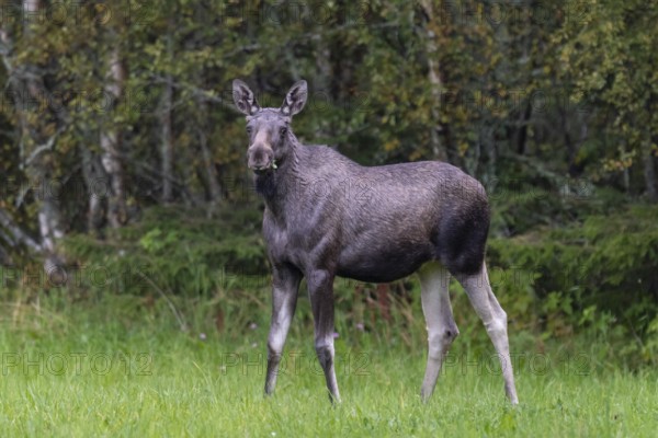 Moose (Alces alces) in a meadow, Lauvsnes, Nordtronderlag, Norway