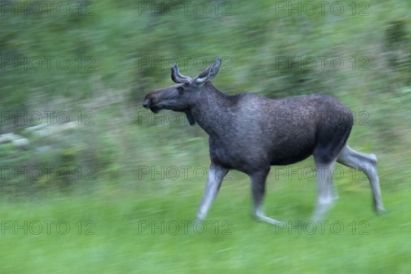 Male moose (Alces alces) in a meadow, Lauvsnes, Nordtronderlag, Norway