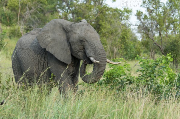 African elephant (Loxodonta africana) in the savanna, Kruger National Park, South Africa