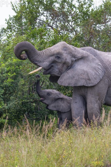 African elephant (Loxodonta africana) with young in the savanna, Kruger National Park, South Africa