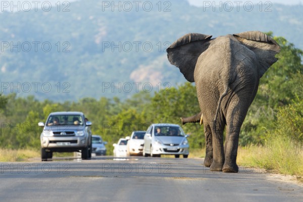 African elephant (Loxodonta africana) on a road with cars, Kruger National Park, South Africa