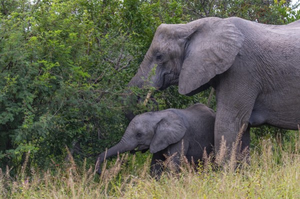African elephant (Loxodonta africana) with young in the savanna, Kruger National Park, South Africa