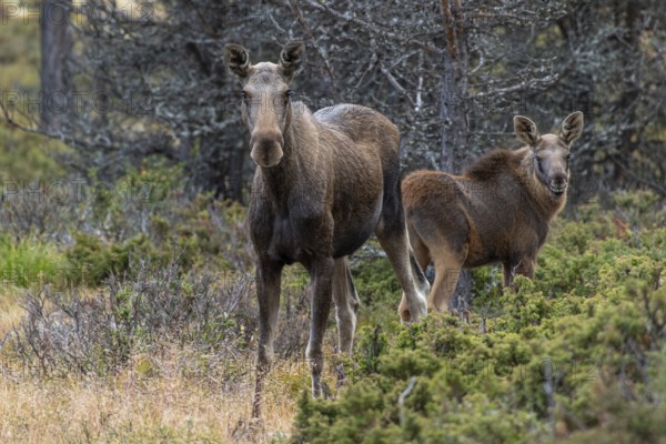 Moose (Alces alces) with calf, Lauvsnes, Nordtronderlag, Norway