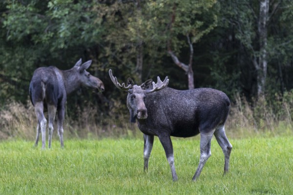 Male moose (Alces alces) in a meadow, Lauvsnes, Nordtronderlag, Norway