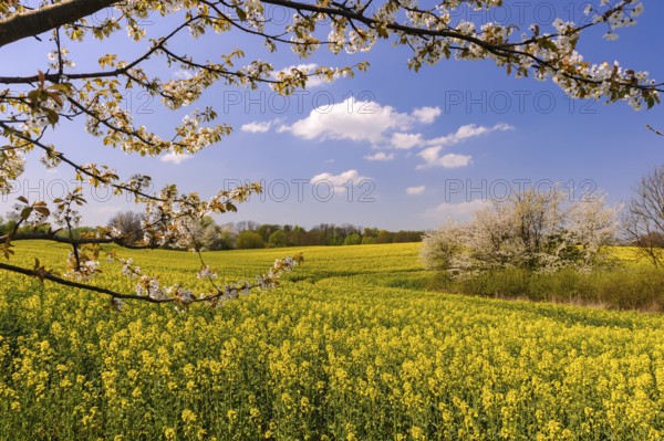 Male moose (Alces alces) in a meadow, Lauvsnes, Nordtronderlag, Norway