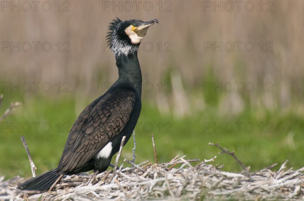 Cormorant (Phalacrocorax carbo) in the breeding colony, Stralsund, Mecklenburg-Western Pomerania, Germany