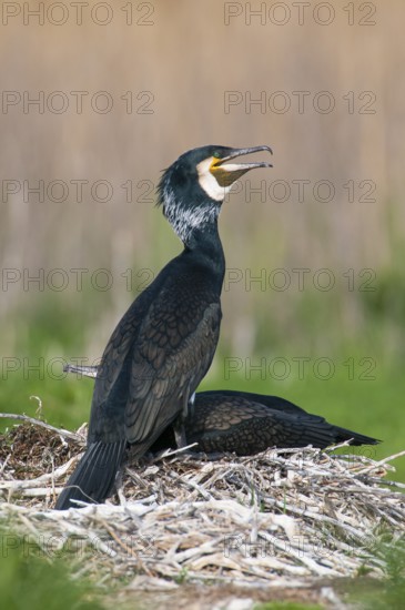 Cormorant (Phalacrocorax carbo) in the breeding colony, Stralsund, Mecklenburg-Western Pomerania, Germany