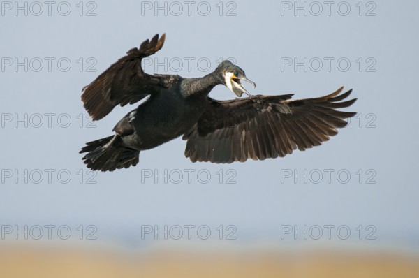 Cormorant (Phalacrocorax carbo) in flight, Stralsund, Mecklenburg-Western Pomerania, Germany