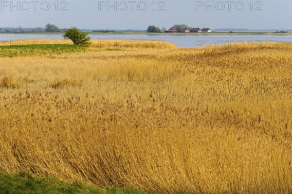 Lagoon landscape with reed belt on Rügen, Ummanz, Rügen, Mecklenburg-Western Pomerania, Germany