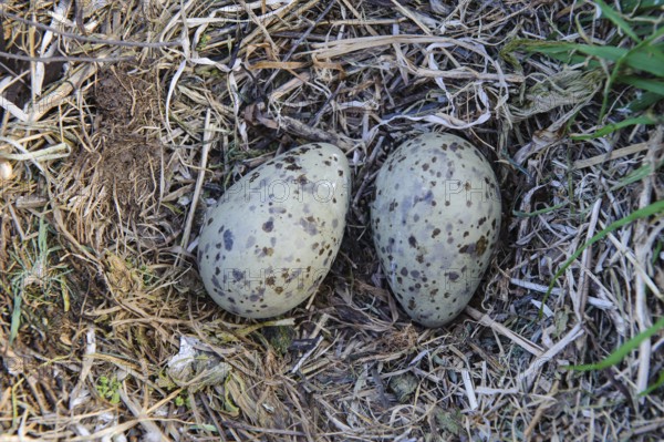 Clutch of herring gulls (Larus argentatus), Rügen, Mecklenburg-Western Pomerania, Germany