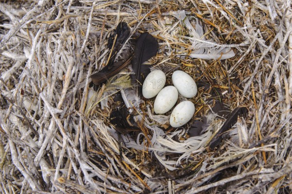 Nest of the Komroran (Phalacrocorax carbo) in a breeding colony, Stralsund, Mecklenburg-Western Pomerania, Germany
