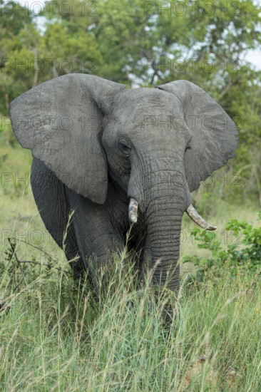 African elephant (Loxodonta africana) in the savanna, Kruger National Park, South Africa