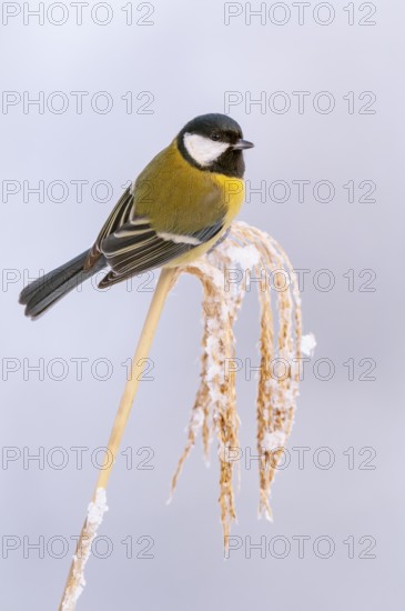 Great tit (Parus major) at the winter feeding site, Neuhaus im Solling, Holzminden, Lower Saxony, Germany