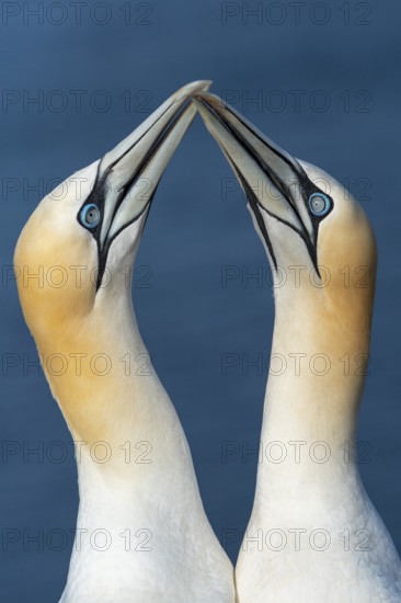 Courting gannet (Morus bassanus), portrait, Heligoland, Schleswig-Holstein, Germany