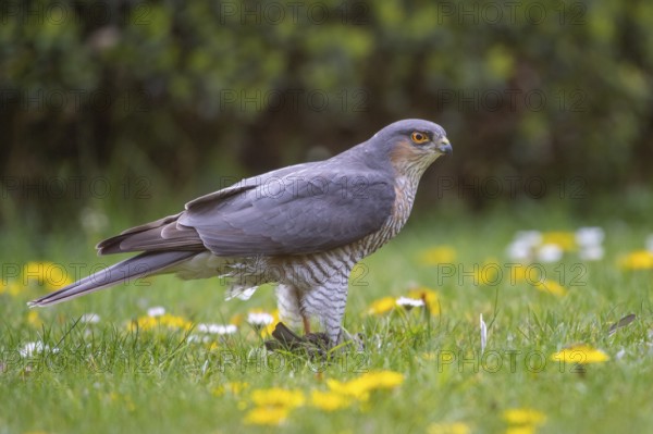Sparrowhawk (Accipiter nisus) with prey, Vechta, Lower Saxony, Germany