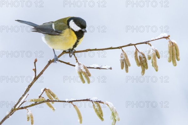 Great tit (Parus major) at the winter feeding site, Neuhaus im Solling, Holzminden, Lower Saxony, Germany