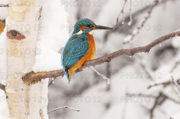 Kingfisher (Alcedo atthis) in winter, Vechta, Lower Saxony, Germany