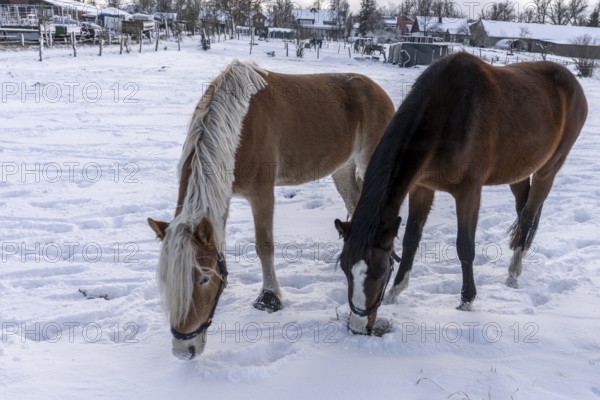 Winter photo, horses in a paddock in Berlin Lübars, Reinickendorf district, Germany