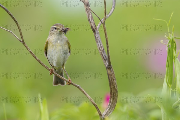 The willow warbler (Phylloscopus trochilus) parents bring food for the young birds every minute, rearing young, bird brood, Germany