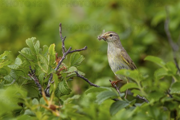 Before the willow warbler (Phylloscopus trochilus) brings the food to the chicks, it secures them extensively, because nest predators can appear anywhere, raising young, bird brood, Germany
