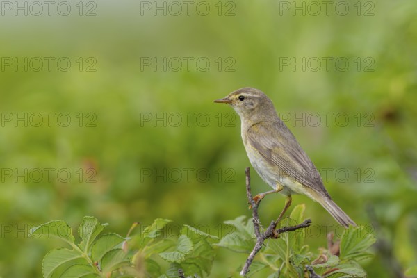 A willow warbler (Phylloscopus trochilus) on the German North Sea coast, rearing young, breeding birds, Germany