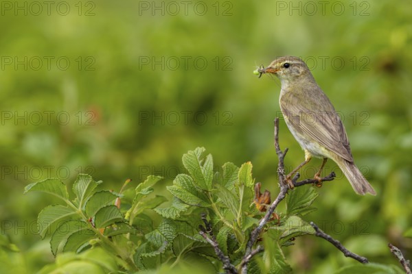 Willow Warbler (Phylloscopus trochilus) with food for the young birds in its beak, rearing young, bird brood, Germany
