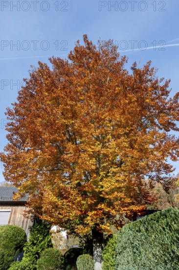 Beech (Fagus) in autumn colour, Franconia, Bavaria, Germany