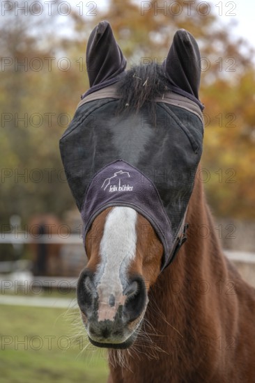 Horse with fly protection in paddock, Bavaria, Germany