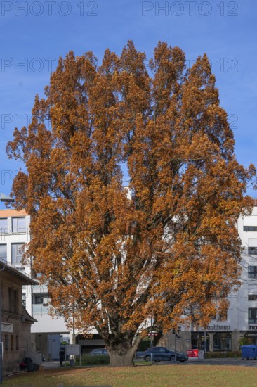 Large oak (Quercus) in bright autumn foliage, Fürth, Middle Franconia, Bavaria, Germany