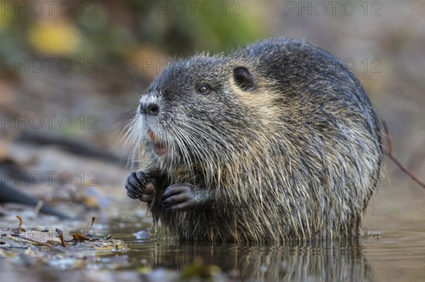 Nutria (Myocastor coypus) in a body of water, Osnabrück, Lower Saxony, Germany