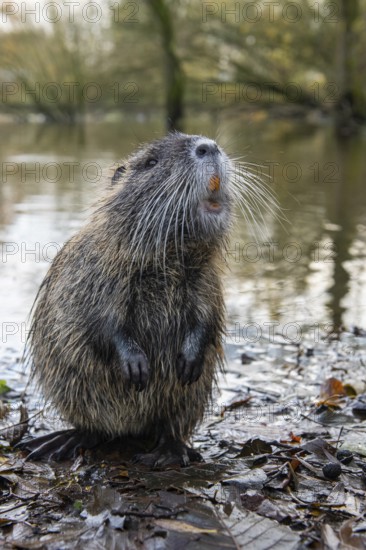 Nutria (Myocastor coypus) in a body of water, Osnabrück, Lower Saxony, Germany