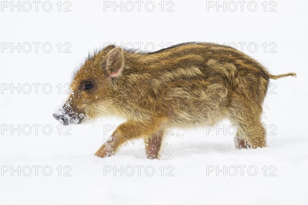 Wild boar (Sus scrofa) in the snow, fresh boar, Melle, Lower Saxony, Germany