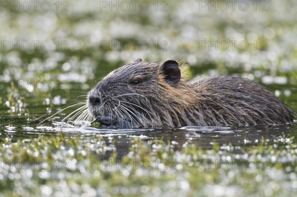 Nutria (Myocastor coypus) in a body of water, Osnabrück, Lower Saxony, Germany