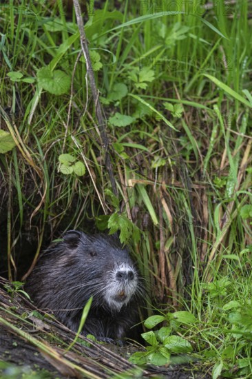 Nutria (Myocastor coypus) in a body of water, Osnabrück, Lower Saxony, Germany