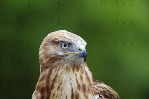 Eagle buzzard (Buteo rufinus), head portrait, Europe, captive