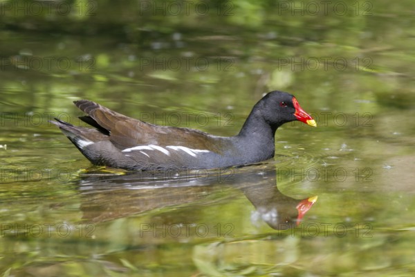 Moorhen (Gallinula chloropus), swimming, Upper Bavaria, Germany