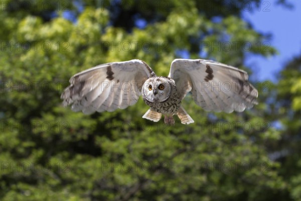 Long-eared owl (Asio otus), flying, frontal, Bavaria, Germany, captive