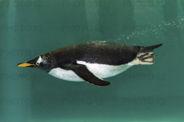 Gentoo penguin dives, (Pygoscelis papua), Antarctica, Zoo, captive