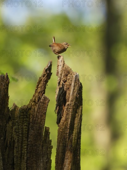 Wren (Trogoldytes troglodytes), singing in the forest, Upper Bavaria, Germany