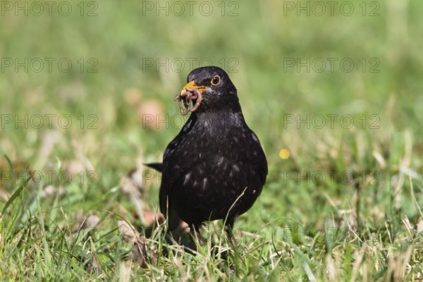Male blackbird foraging with earthworm in spring (Turdus merula), Upper Bavaria, Germany