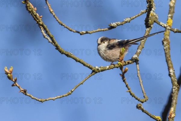 Long-tailed Tit (Aegithalos caudatus caudatus), Upper Bavaria, Germany