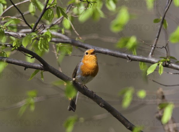 European robin (Erithacus rubecula), male singing in spring, Upper Bavaria, Germany