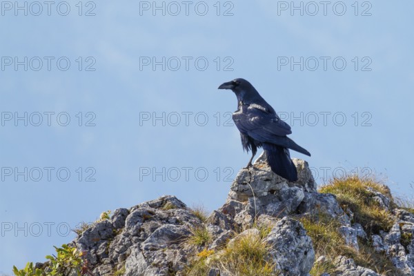 Raven (Corvus corax), in the mountains, Alps, Upper Bavaria, Germany